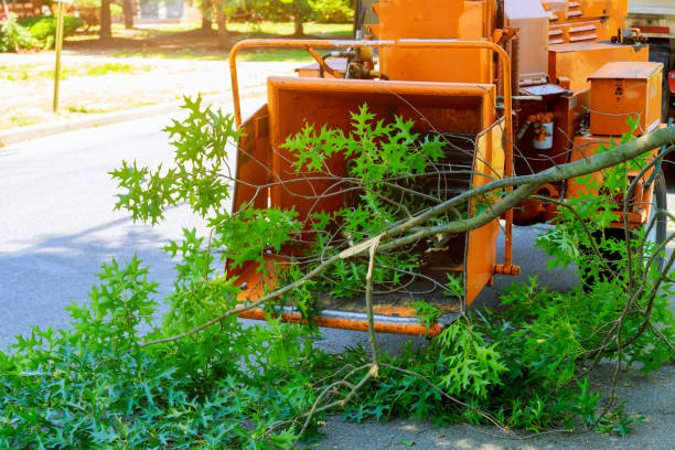 Best Tree Health Inspection  in Milton, WA