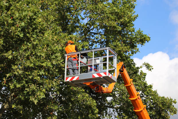 Best Tree Disease Treatment  in Milton, WA