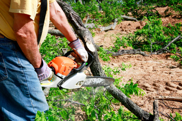 Best Lot and Land Clearing  in Milton, WA